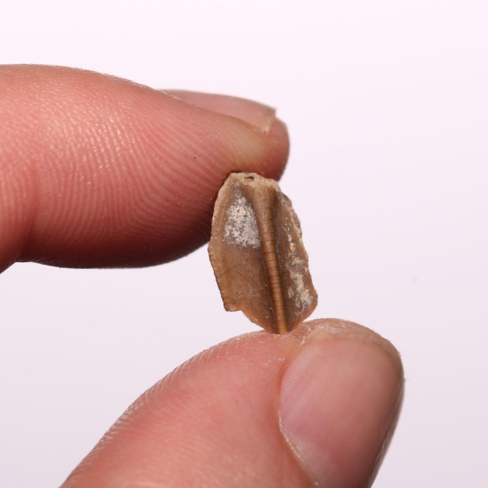 Edmontosaurus Tooth Authentic Dinosaur - Hell Creek Formation Cretaceous - GREAT