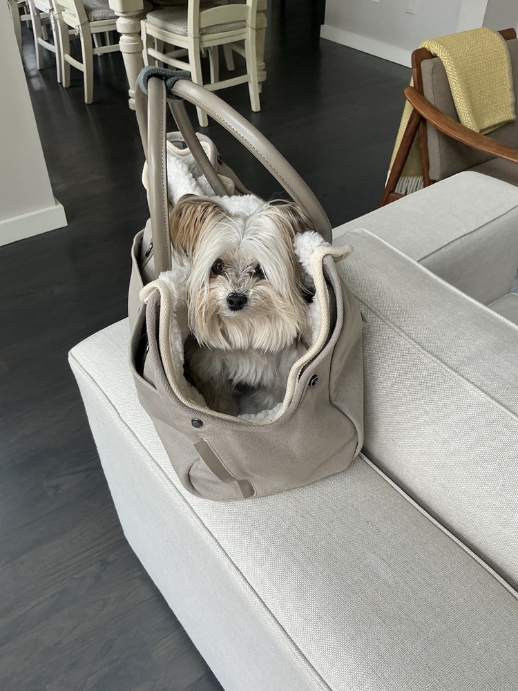 Max bone Dog Carrier