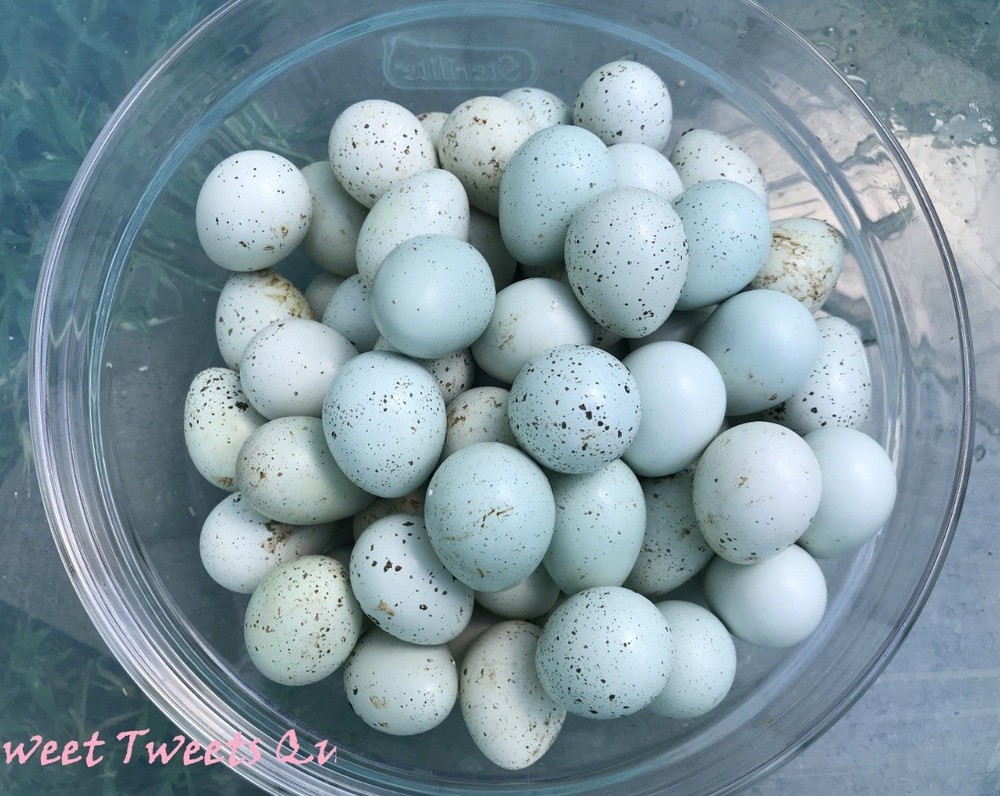 18+ Celadon Blue Coturnix Quail Hatching Eggs - 100% TRUE BLUE