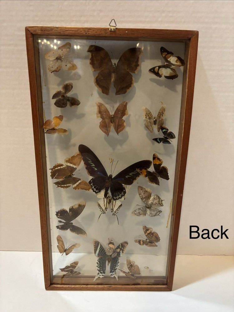 VINTAGE BUTERFLY COLLECTION DISPLAY