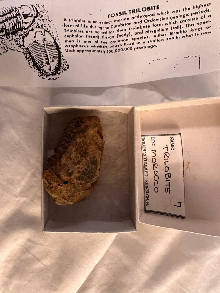 Fossil Trilobite from Morocco (D603FC8)