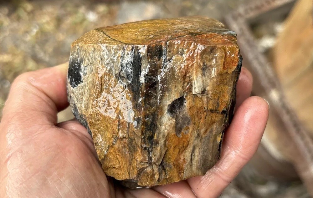 Tempskya petrified Palmwood