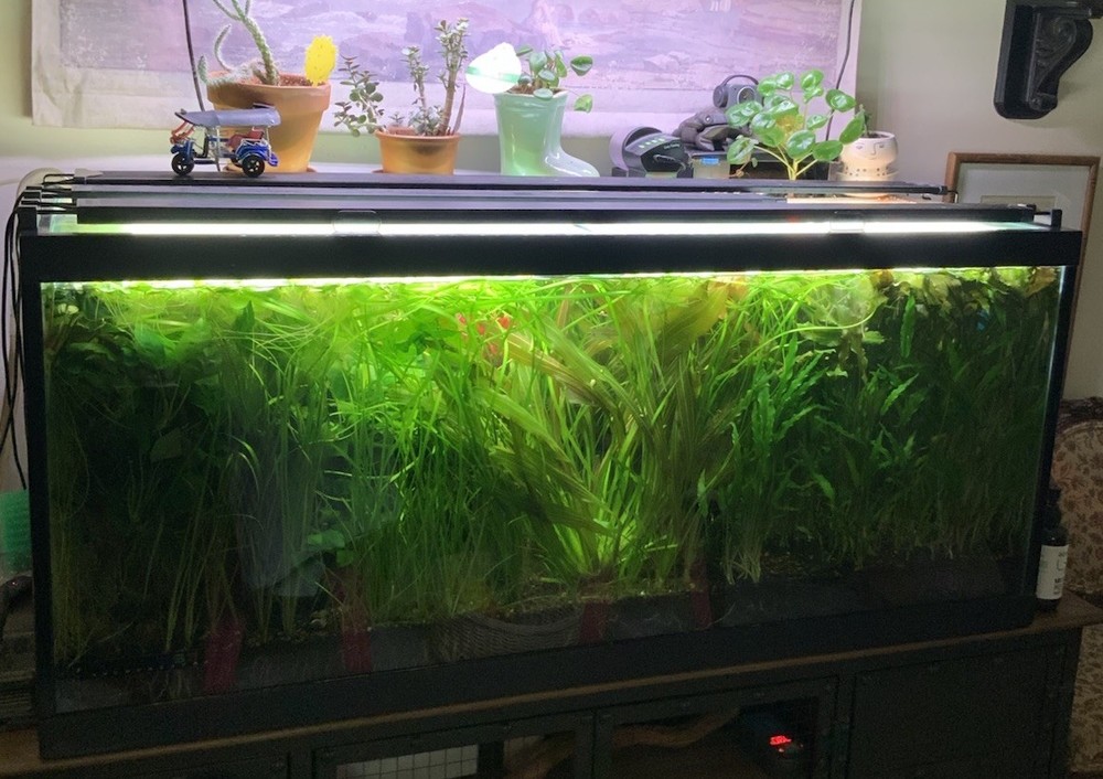 Live Plants Anubis Barteri Aquarium