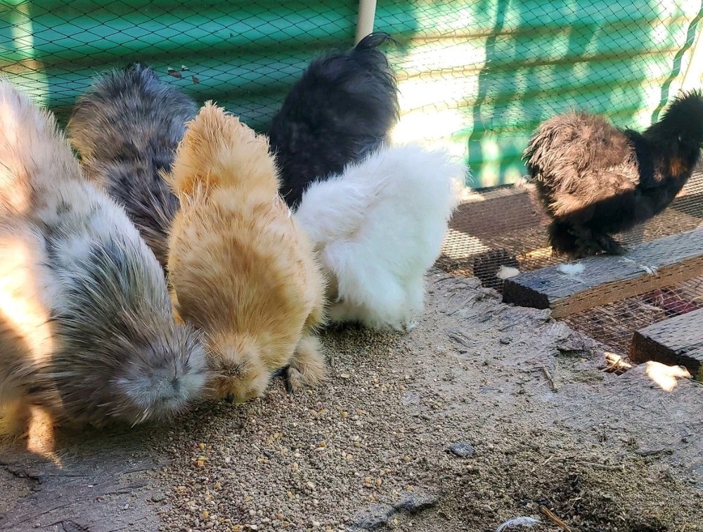 Silkie Hatching Eggs 8