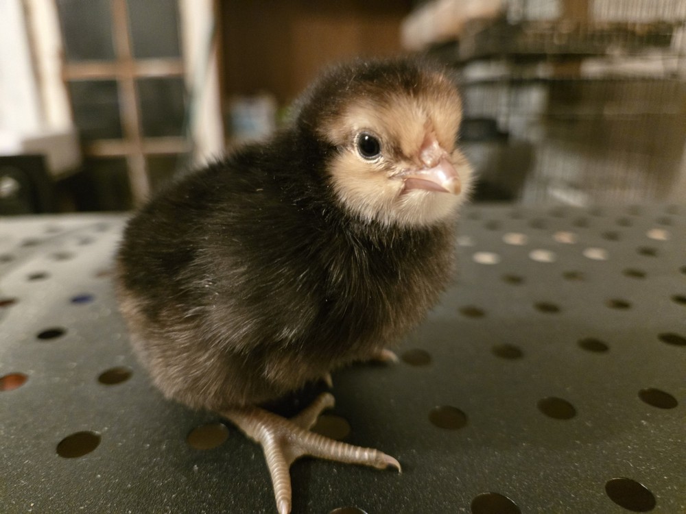 Dozen Mixed Assorted premium heritage Chicken Hatching Eggs