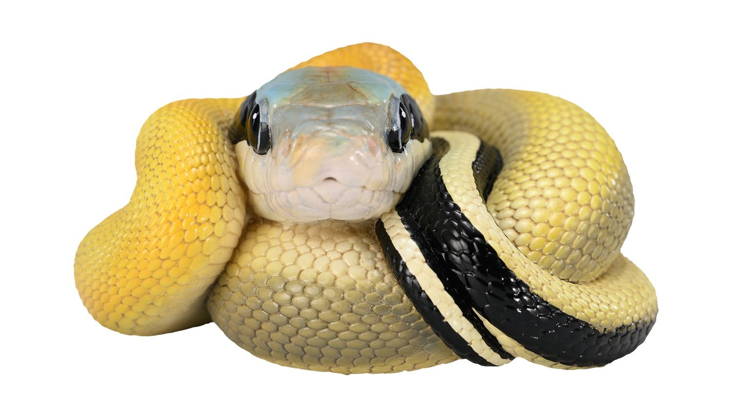 Animal Heavenly Body Cave-dwelling Beauty Snake Statue Elaphe taeniura Malaysian