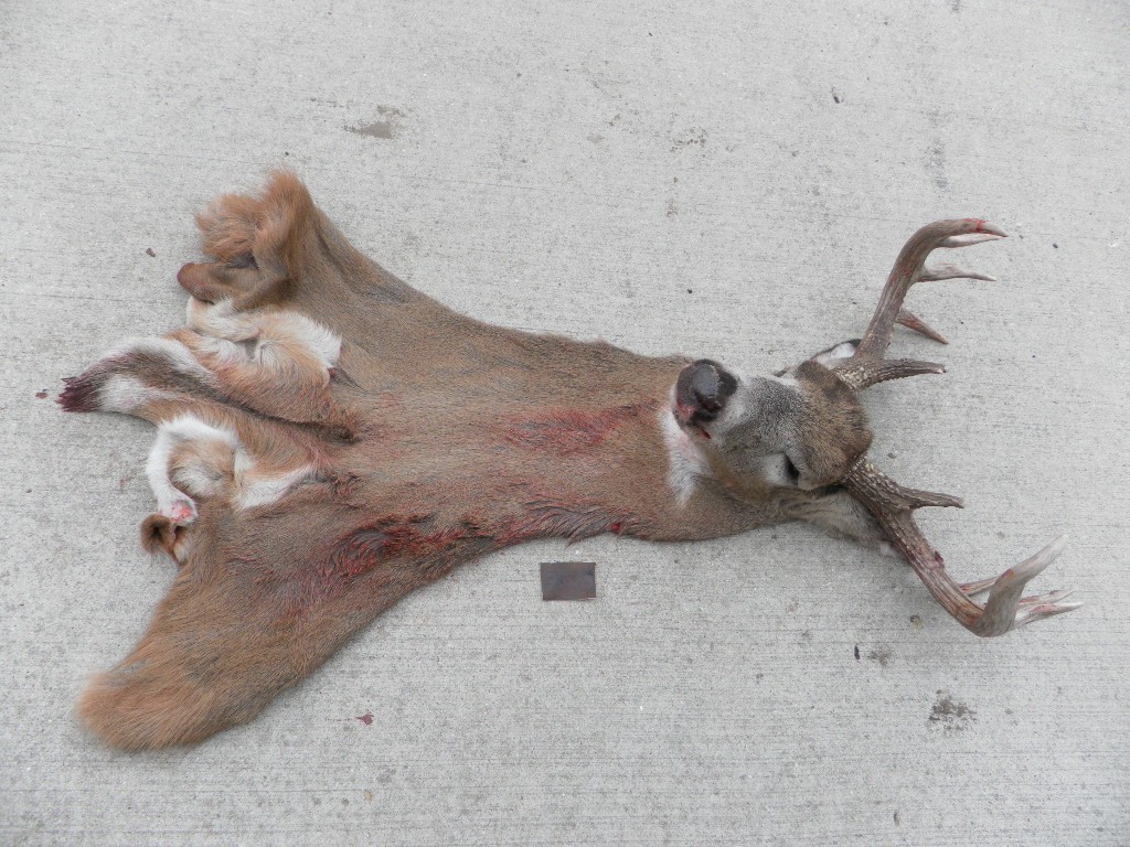 23 to 24" nov red short seam whitetail Deer Cape Taxidermy mount antlers