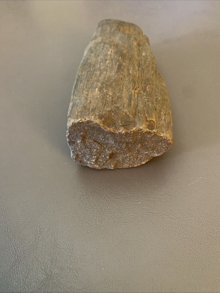 Petrified Wood