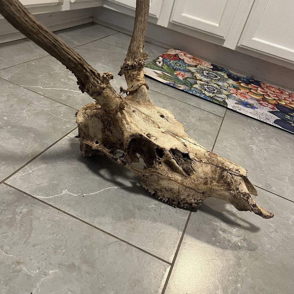 Genuine Weathered Elk Antlers/Mount- Rustic Decor