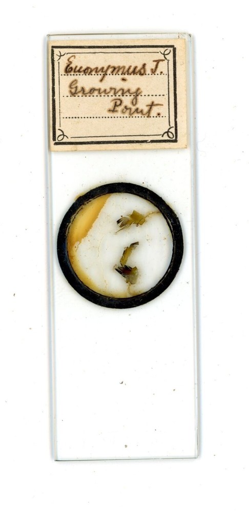 Antique glass Microscope slide Euonymus Japonicus Growing Point sample #70