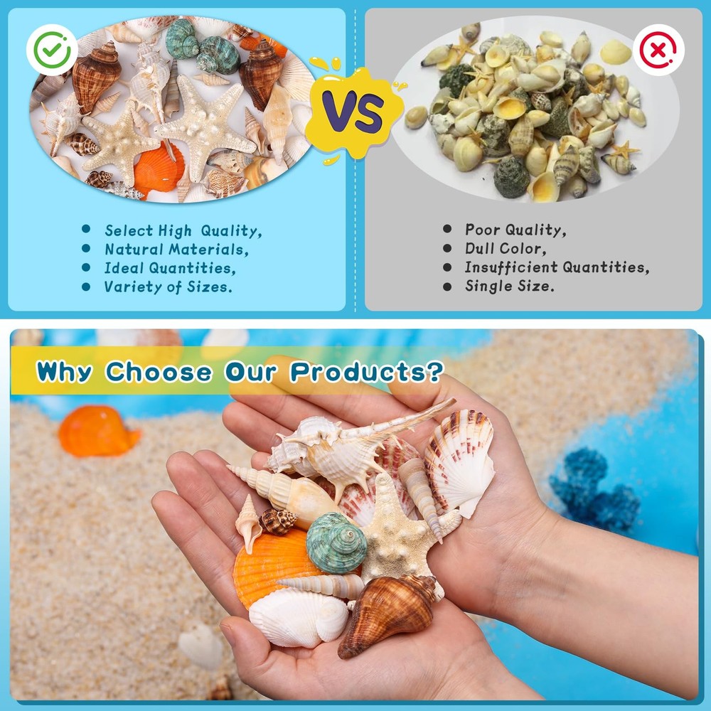 Sea Shells, Mixed Ocean Seashells, Various Sizes Ocean Seashells and Natural ...