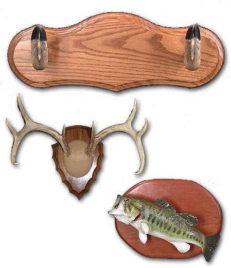 3 Simple Taxidermy Lessons on One DVD.
