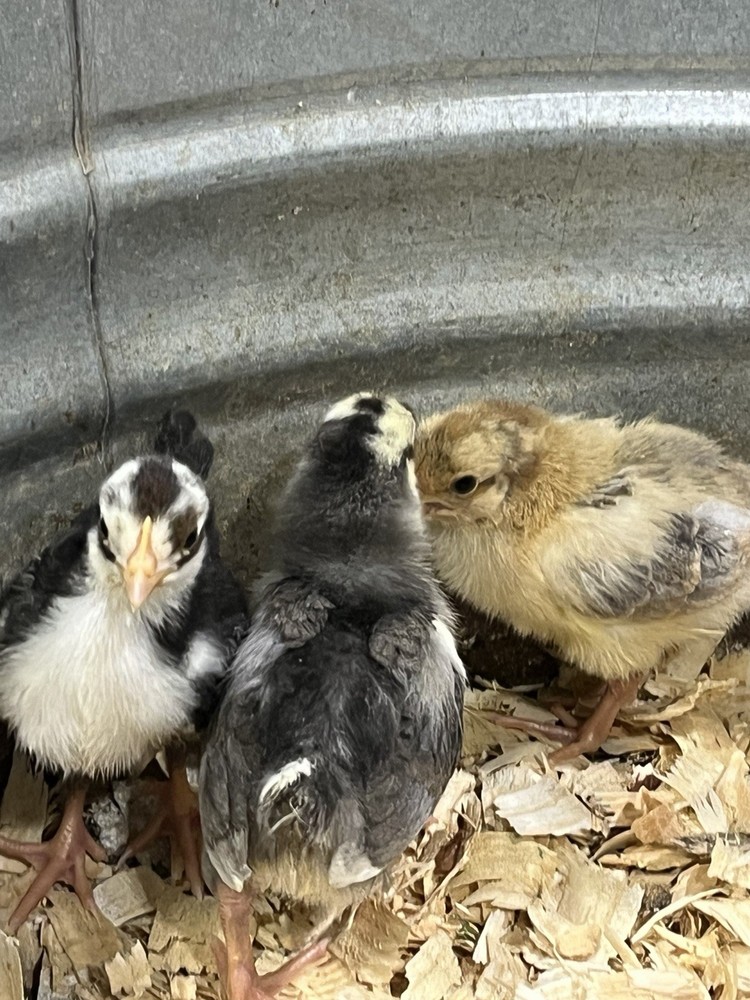 Swedish Flower Hatching Eggs NPIP 6+