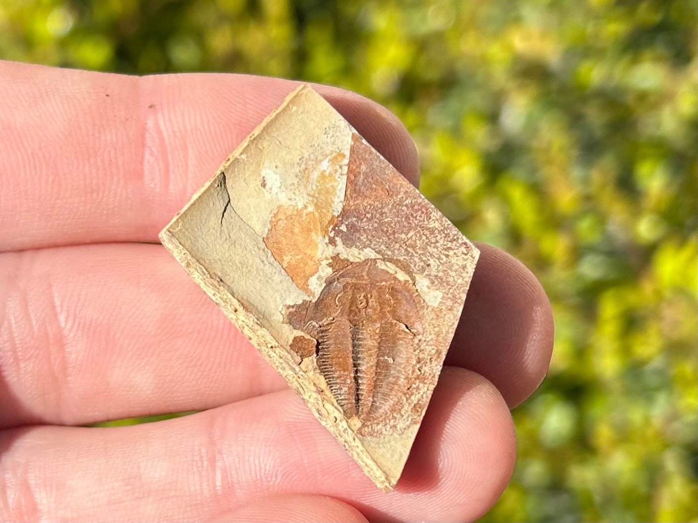 Georgia Fossil Trilobite Aphelaspis brachyphasis Conasauga Formation Cambrian