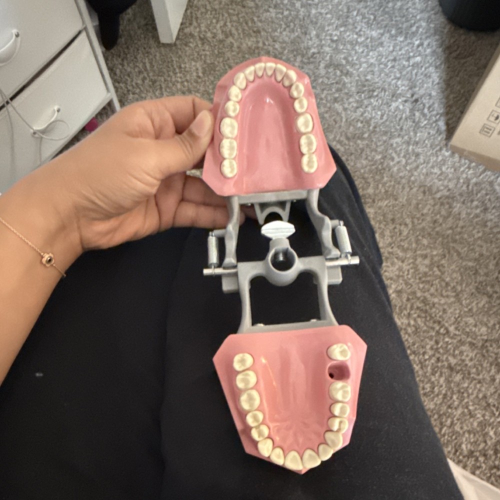 Dental Typodont Model with Removable Teeth and Articulator Full Set