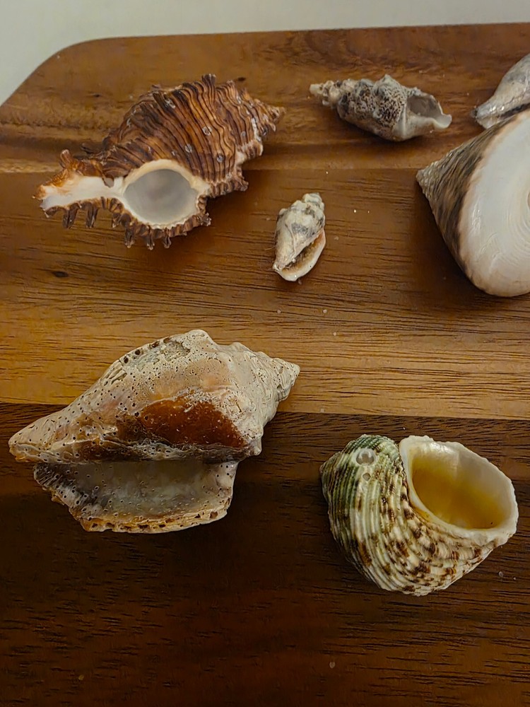 Ocean Seashell Lot - Estate Find