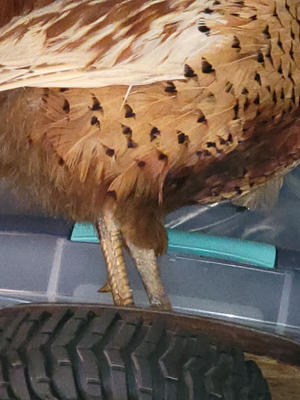 Female Hen Ringneck Pheasant Hen Taxidermy Mounted Plack/ Beautiful 😍 Colors