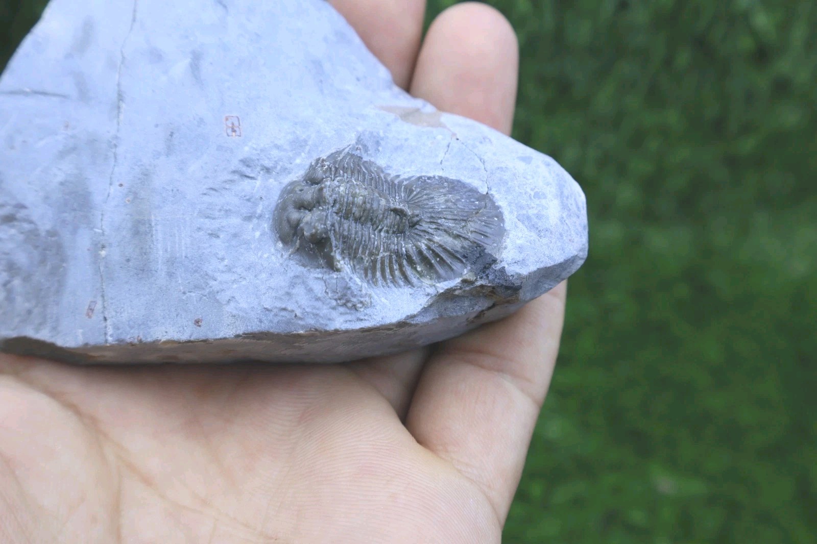 Rare Trilobite Scabriscutellum Trilobite Fossil Devonian Trilobite From Morocco