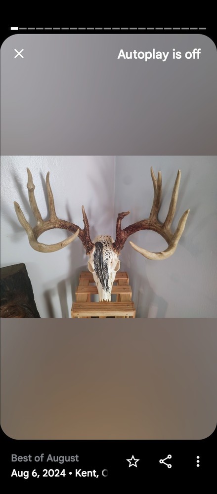 13 Point Ohio Whitetail Deer