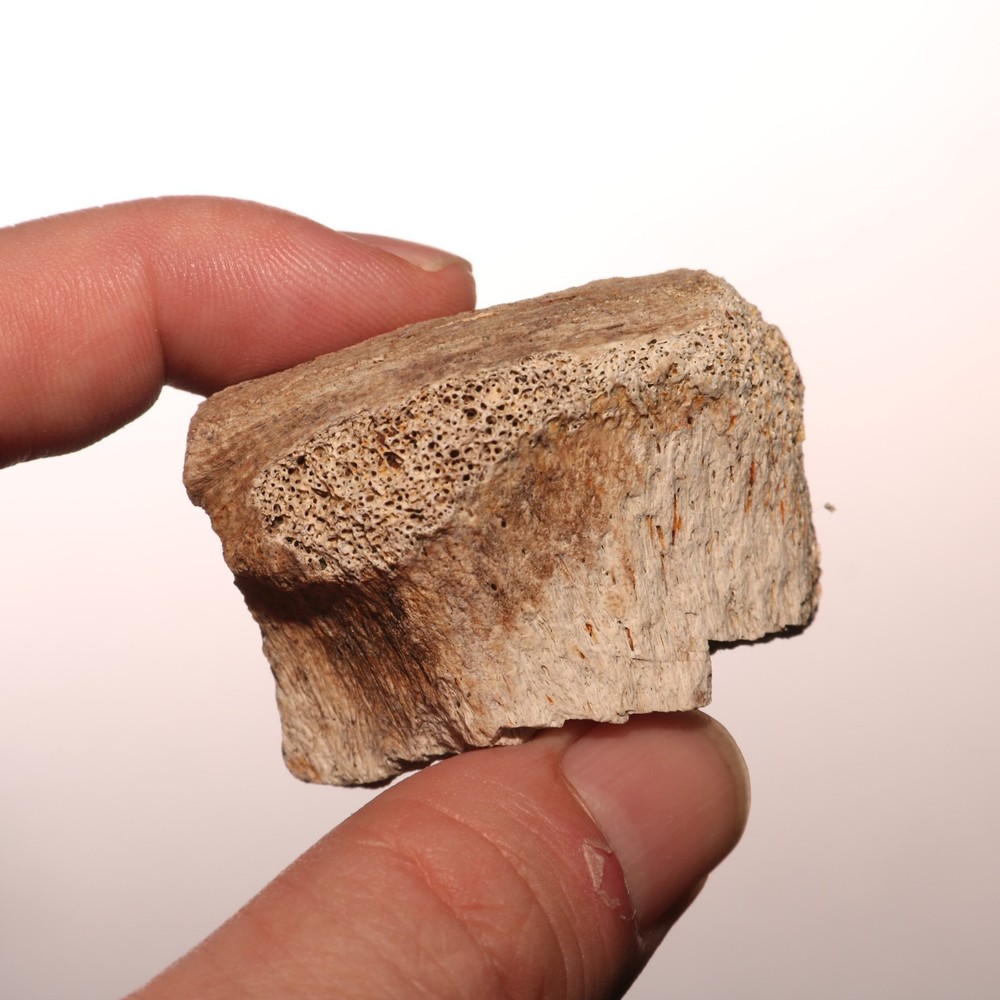 Dinosaur Vertebrae Partial Great Texture - CRETACEOUS Hell Creek Formation NICE
