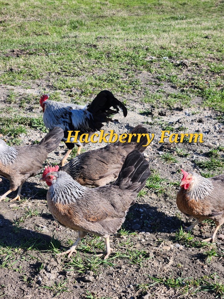 12 Silver Leghorn Hatching Eggs