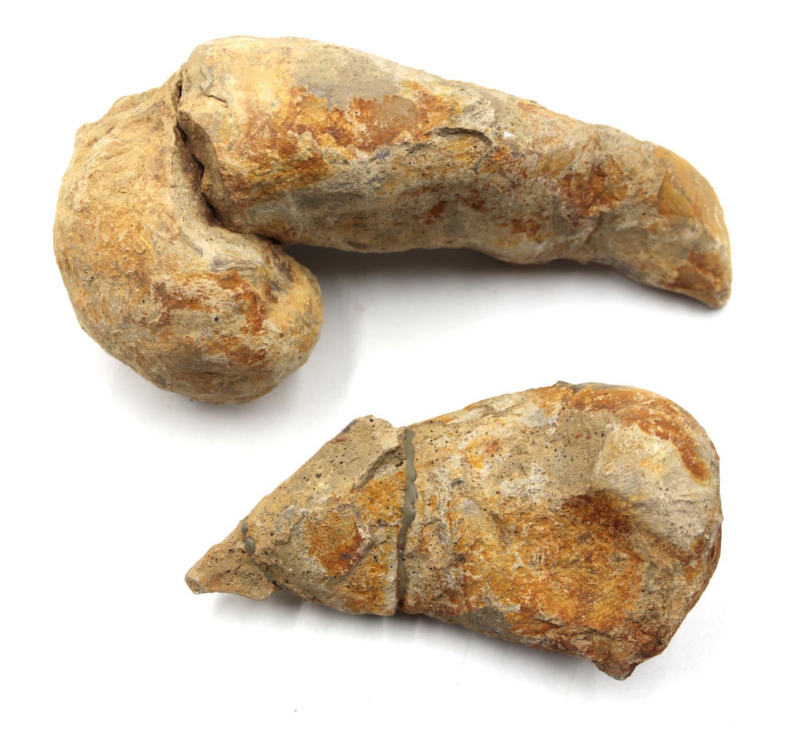 Lot of 2 Rudist Bivalve Fossils Upper Cretaceous #18120
