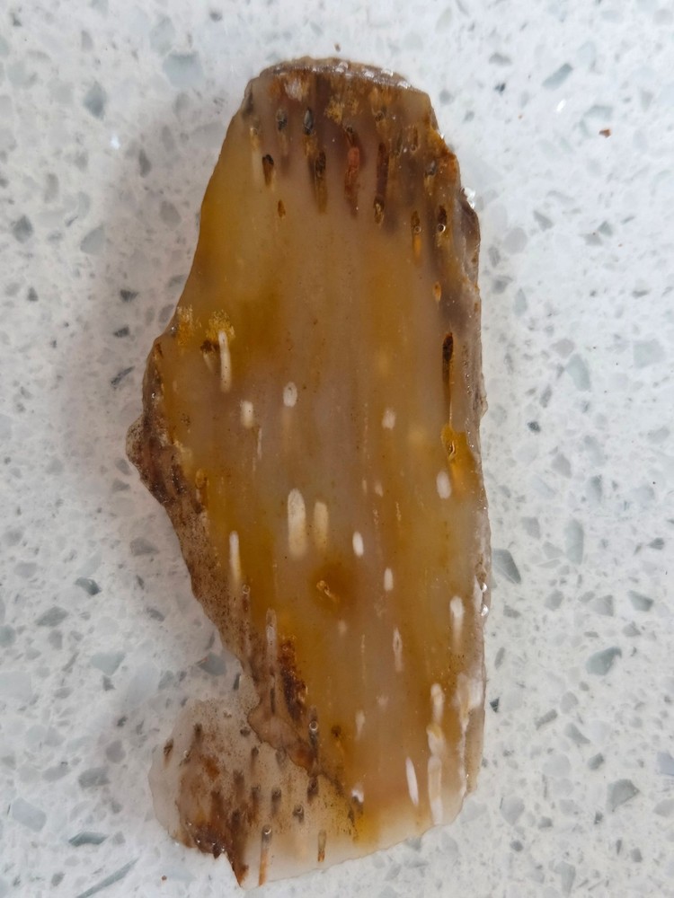 Agatized Palm Slab