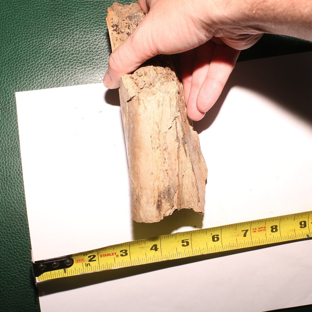 Large Dinosaur Bone Section - Authentic Fossil - Hell Creek Formation Cretaceous