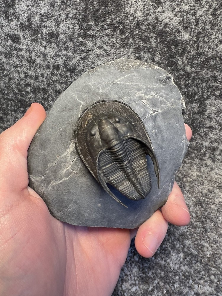 Harpes aff. perradiatus Trilobite Fossil – Collector Specimen