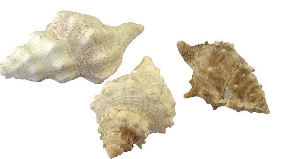 Vintage Seashell lot-3 Conch shells Estate Specimens 2.5"-3.25"