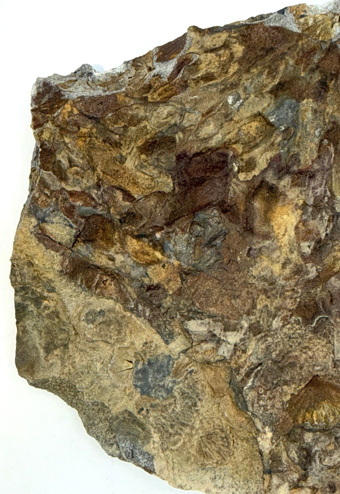 Mixed Lot Brachiopod Fossil Assemblage Natural Matrix Teaching Specimens