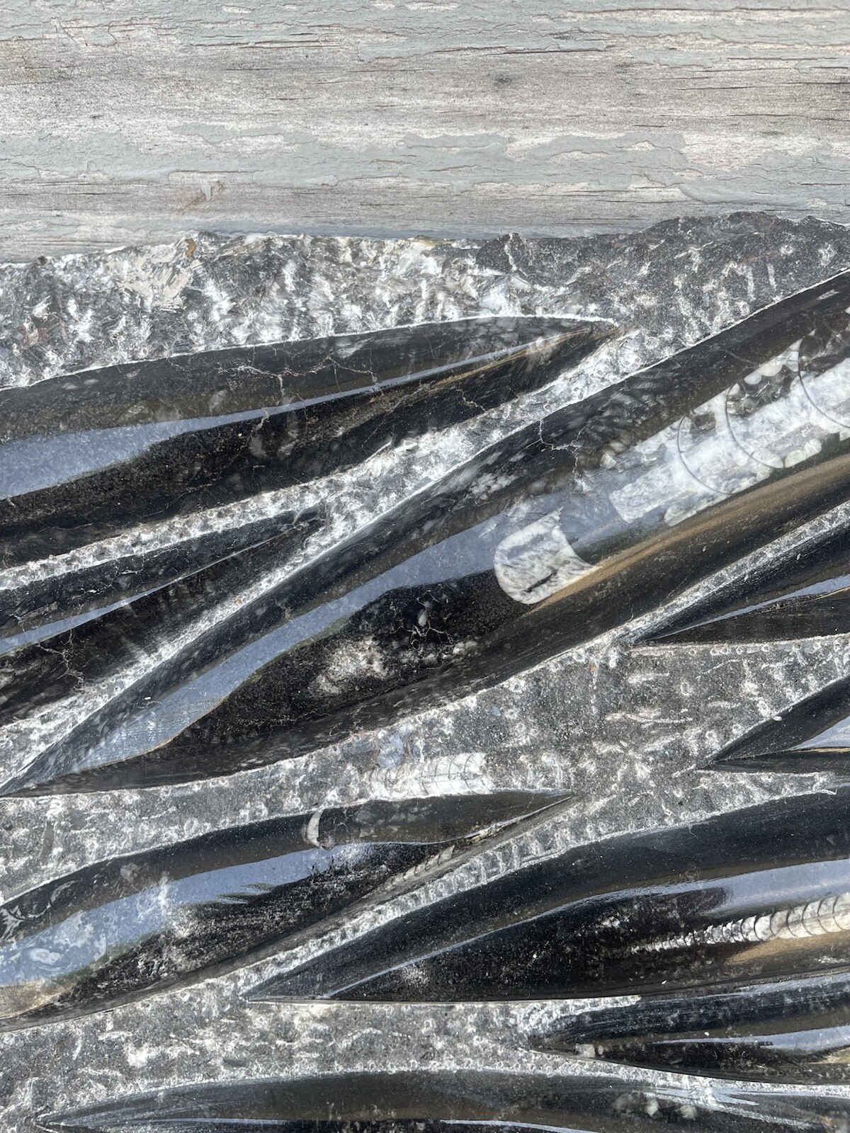 Polished Orthoceras Fossil Black Stone Slab Beautiful ❤️❤️❤️