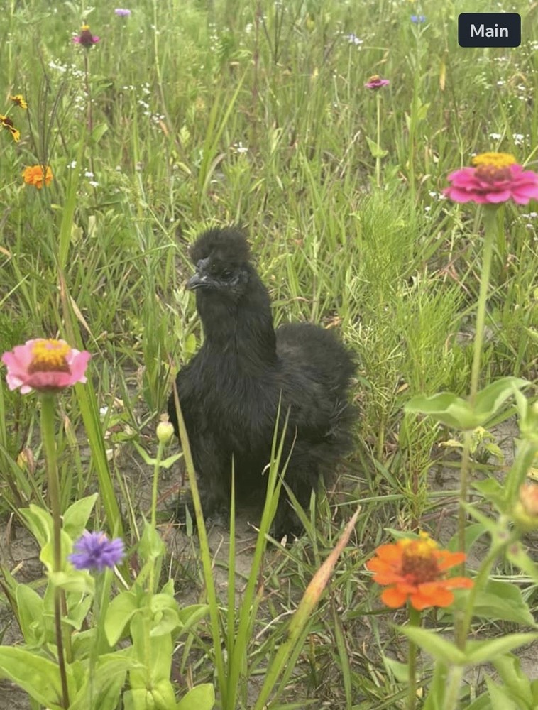 Silkie Chicken Hatching Eggs, Fertile Eggs & Chicks – Assorted Colors
