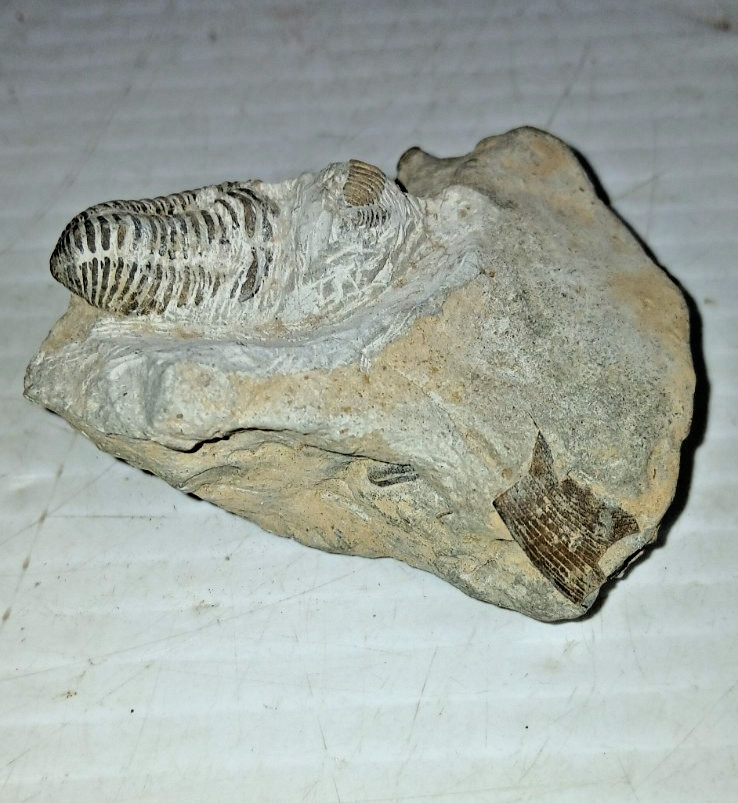 Trilobite Fossil