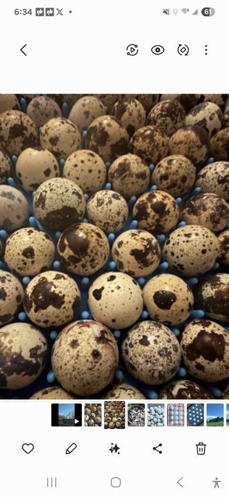12 Coturnix Quail Hatching Eggs With CELADON Blue Genetics