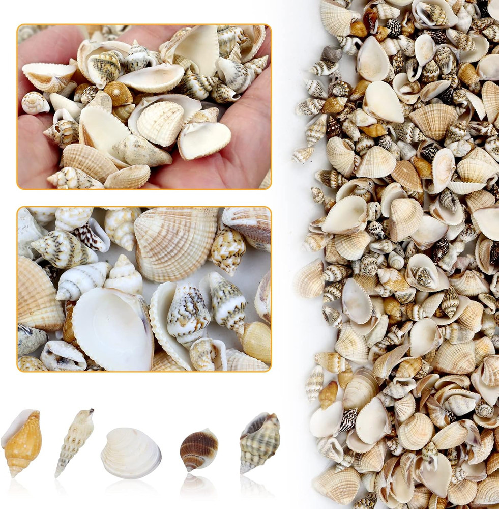 1500 Pcs Small Shells For Crafts,Small Sea Shells For Crafting,Mini Seashells...