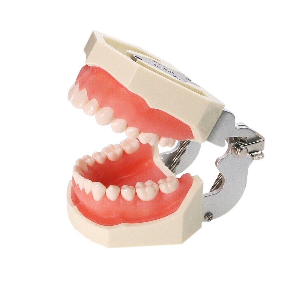 Dental Typodont Teeth Model With Removable Teeth Anatomical Screw Mounted Teeth