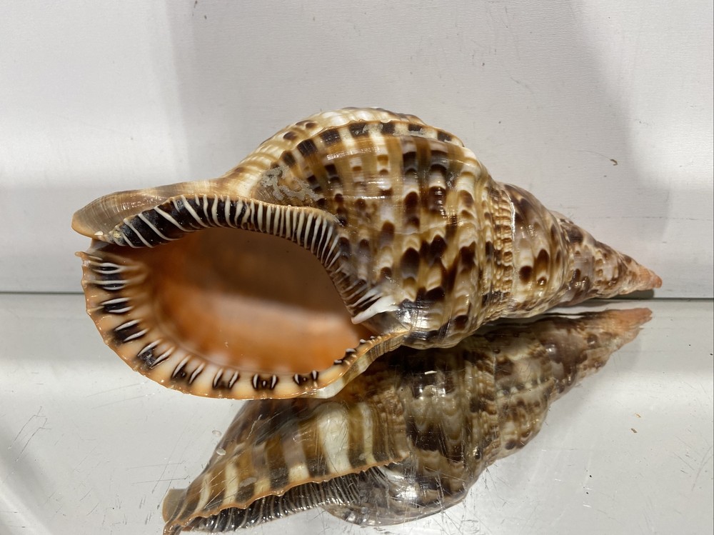 Seashell Large Size From Collection Rare and Beautiful