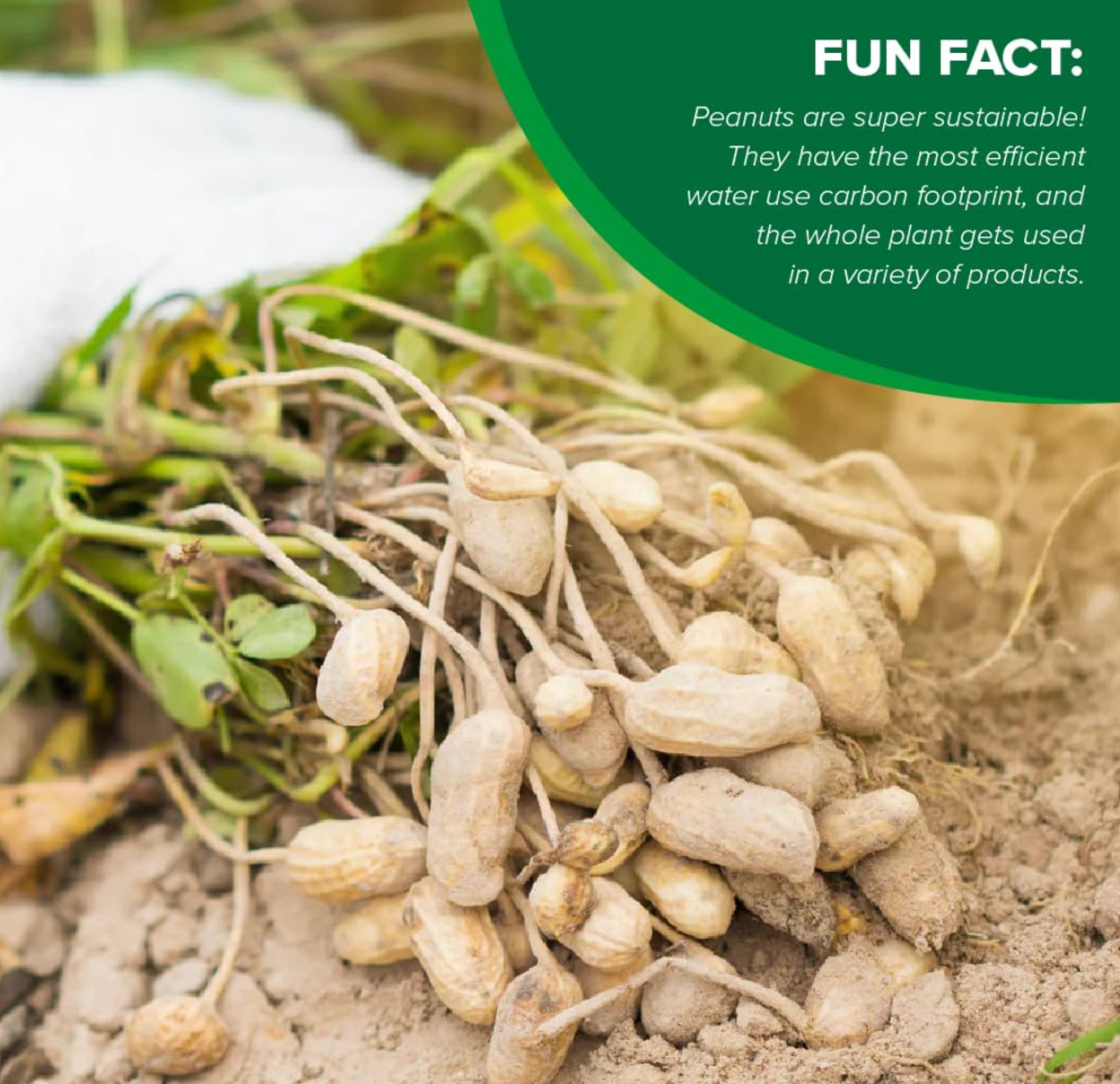 4x Jars Hampton Farms Creamy Peanut Butter Spread 16oz Made in USA NC