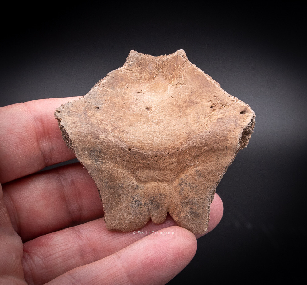 Nuchal Scute Shell  Florida Fossils    2282