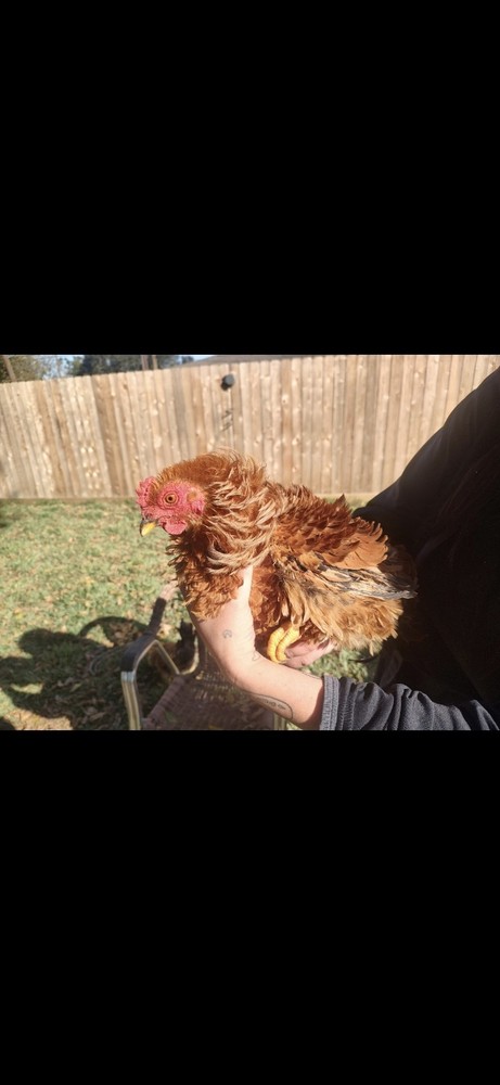 Fertile Bantam Mystery Hatch 12 eggs