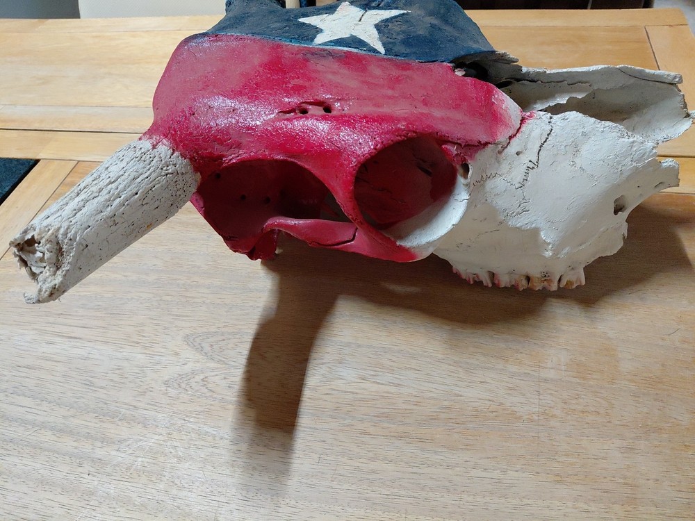 bull skull with Texas Flag