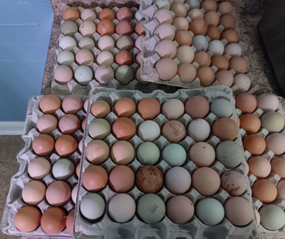 18+ Barnyard Mix Hatching Eggs