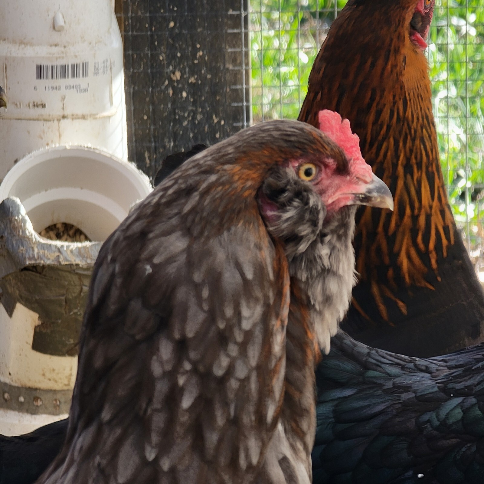 5+ F2 - F4 Olive Egger Hatching Eggs | Fast Free Shipping | TN NPIP CERTIFIED