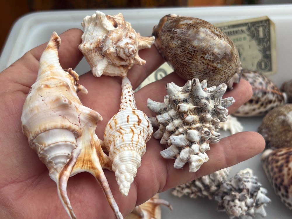 Large Seashells Assortment 10 Different Species Best Value