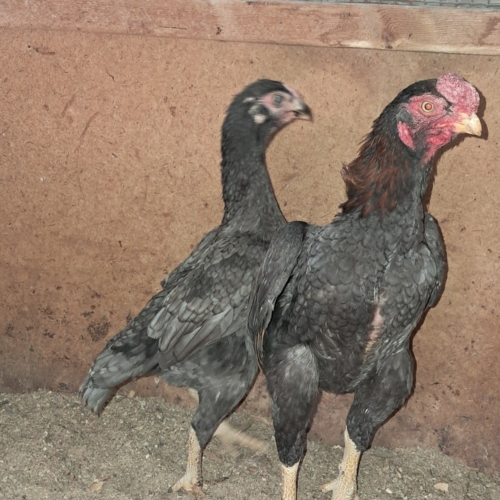 Koshamo hatching eggs 10