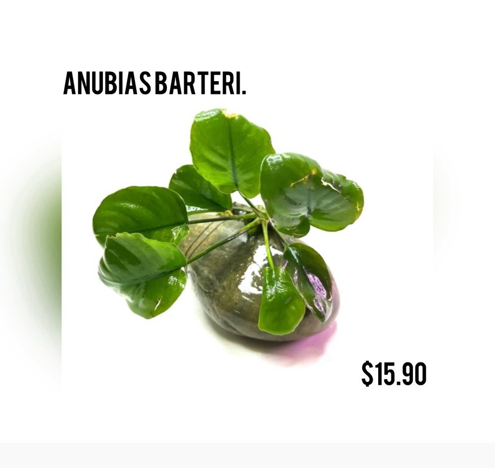 Aquatic Plants