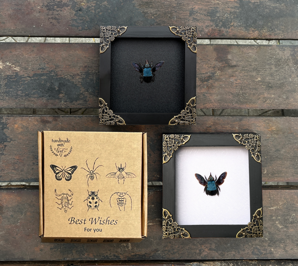 Preserved Blue Carpenter Bee Framed Insect Curiosities And Oddities Decor