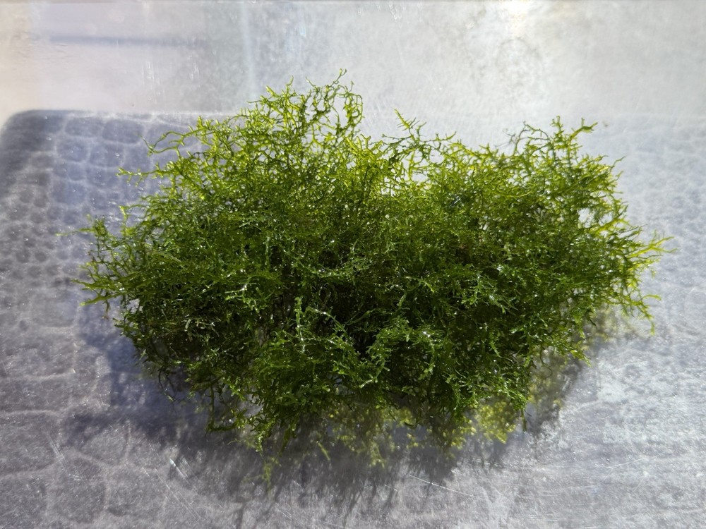 Coral Moss aka Mini pellia clump .