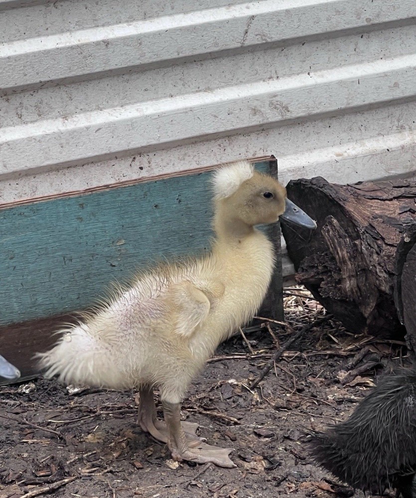 12 Fertilize Ducks Eggs